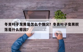 冬青叶子发黄是怎么个情况？冬青叶子变黑脱落是什么原因？