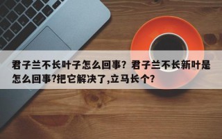 君子兰不长叶子怎么回事？君子兰不长新叶是怎么回事?把它解决了,立马长个？