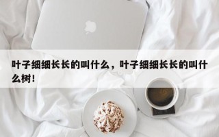 叶子细细长长的叫什么，叶子细细长长的叫什么树！