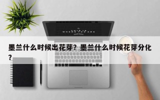 墨兰什么时候出花芽？墨兰什么时候花芽分化？