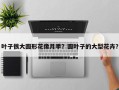叶子很大圆形花像月季？圆叶子的大型花卉？