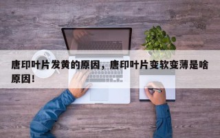 唐印叶片发黄的原因，唐印叶片变软变薄是啥原因！