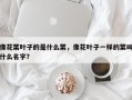 像花菜叶子的是什么菜，像花叶子一样的菜叫什么名字？
