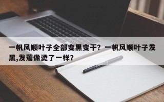 一帆风顺叶子全部变黑变干？一帆风顺叶子发黑,发蔫像烫了一样？