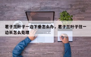 君子兰叶子一边下垂怎么办，君子兰叶子往一边长怎么处理