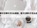 君子兰黄叶子什么原因，君子兰黄叶子怎么办?