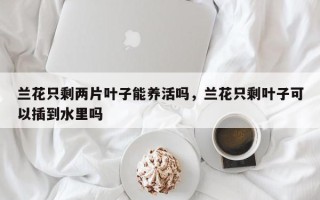 兰花只剩两片叶子能养活吗，兰花只剩叶子可以插到水里吗