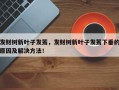 发财树新叶子发蔫，发财树新叶子发蔫下垂的原因及解决方法！