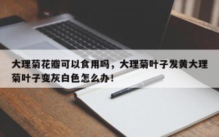 大理菊花瓣可以食用吗，大理菊叶子发黄大理菊叶子变灰白色怎么办！