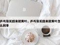 乒乓菊买回来就黄叶，乒乓菊买回来就黄叶怎么回事