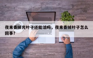 夜来香掉光叶子还能活吗，夜来香掉叶子怎么回事？