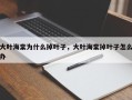 大叶海棠为什么掉叶子，大叶海棠掉叶子怎么办