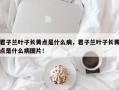 君子兰叶子长黄点是什么病，君子兰叶子长黄点是什么病图片！
