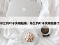 吊兰的叶子尖端枯萎，吊兰的叶子尖端枯萎了