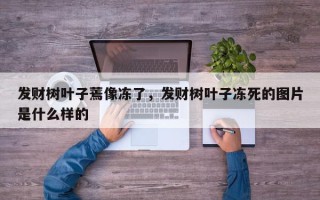 发财树叶子蔫像冻了，发财树叶子冻死的图片是什么样的