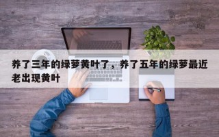 养了三年的绿萝黄叶了，养了五年的绿萝最近老出现黄叶