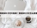 发财树叶子烂叶挽救？发财树叶子烂怎么回事？
