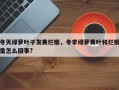 冬天绿萝叶子发黄烂根，冬季绿萝黄叶和烂根是怎么回事?