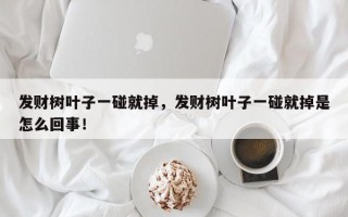 发财树叶子一碰就掉，发财树叶子一碰就掉是怎么回事！