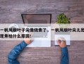 一帆风顺叶子尖像烧焦了，一帆风顺叶尖儿出现焦枯什么原因！