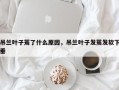 吊兰叶子蔫了什么原因，吊兰叶子发蔫发软下垂
