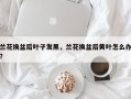 兰花换盆后叶子发黑，兰花换盆后黄叶怎么办？