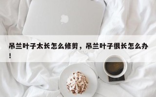 吊兰叶子太长怎么修剪，吊兰叶子很长怎么办！