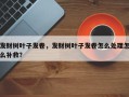 发财树叶子发卷，发财树叶子发卷怎么处理怎么补救？