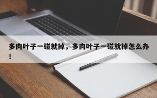 多肉叶子一碰就掉，多肉叶子一碰就掉怎么办！