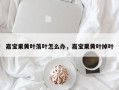 嘉宝果黄叶落叶怎么办，嘉宝果黄叶掉叶