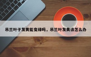 吊兰叶子发黄能变绿吗，吊兰叶发黄该怎么办