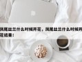 凤尾丝兰什么时候开花，凤尾丝兰什么时候开花结果！