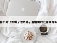 卷柏叶子发黄了怎么办，卷柏黄叶还能变绿吗