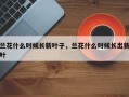 兰花什么时候长新叶子，兰花什么时候长出新叶