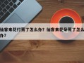 仙客来花打蔫了怎么办？仙客来花朵蔫了怎么办？