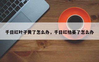 千日红叶子黄了怎么办，千日红枯萎了怎么办
