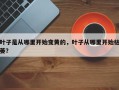 叶子是从哪里开始变黄的，叶子从哪里开始枯萎？
