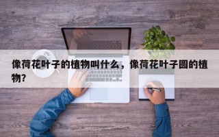 像荷花叶子的植物叫什么，像荷花叶子圆的植物？