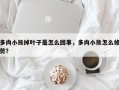 多肉小熊掉叶子是怎么回事，多肉小熊怎么修剪？