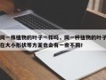 同一株植物的叶子一样吗，同一种植物的叶子在大小形状等方面也会有一些不同！