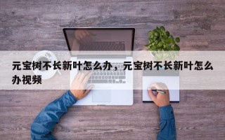 元宝树不长新叶怎么办，元宝树不长新叶怎么办视频