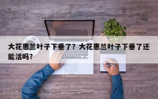 大花惠兰叶子下垂了？大花惠兰叶子下垂了还能活吗？