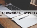 一株兰花可以发很多种吗，一株兰花能种多少年
