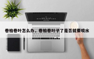 卷柏卷叶怎么办，卷柏卷叶子了是否就要喷水
