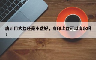 唐印用大盆还是小盆好，唐印上盆可以浇水吗！