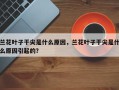 兰花叶子干尖是什么原因，兰花叶子干尖是什么原因引起的？