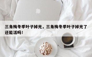 三角梅冬季叶子掉光，三角梅冬季叶子掉光了还能活吗！