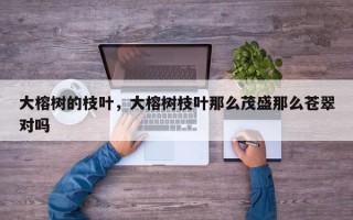 大榕树的枝叶，大榕树枝叶那么茂盛那么苍翠对吗