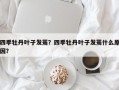 四季牡丹叶子发蔫？四季牡丹叶子发蔫什么原因？