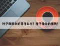叶子像雨伞的是什么树？叶子像伞的植物？